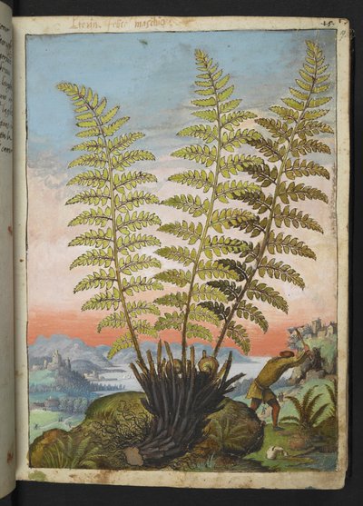 Dryopteris filix mas: Kapradina, z "Obrazy flóry římských států" od Gherarda Ciba, Přidat MS 22333, f019r, c.1564-84 (akvarel a kvaš na papíře) od Gherardo Cibo