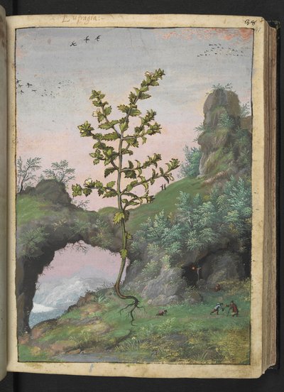 Euphrasia officinalis, z "Obrazy flóry římských států" od Gherarda Ciba, Přidat MS 22333, f041r, c.1564-84 (akvarel a kvaš na papíře) od Gherardo Cibo