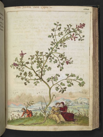 Fumaria gaillardotii , z "Paintings of Flora of the Roman States" od Gherardo Cibo, Add MS 22333, f121r, c.1564-84 (akvarel a kvaš na papíře) od Gherardo Cibo