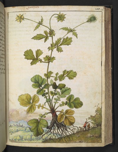 Geum urbanum, z "Obrazy flóry římských států" od Gherarda Ciba, Add MS 22333, f103r, c.1564-84 (akvarel a kvaš na papíře) od Gherardo Cibo