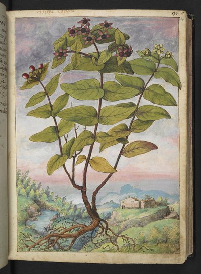 Hypericum hircinum, z "Obrazy flóry římských států" od Gherarda Ciba, Přidat MS 22333, f034r, c.1564-84 (akvarel a kvaš na papíře) od Gherardo Cibo