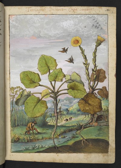 Ligularia tussilaginea (Leopardí rostlina), z "Obrazy flóry římských států" od Gherarda Ciba, Přidat MS 22333, f011r, c.1564-84 (akvarel a kvaš na papíře) od Gherardo Cibo