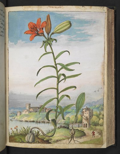 Lilium bulbiferum: Rostlina s červenými okvětními lístky, z "Obrazy flóry římských států" od Gherarda Ciba, Přidat MS 22333, f080r, cca 1564-84 (akvarel a kvaš na papíře) od Gherardo Cibo