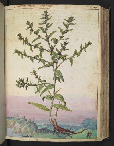 Lithospermum officinale, z "Obrazy flóry římských států" od Gherarda Ciba, Přidat MS 22333, f062r, c.1564-84 (akvarel a kvaš na papíře) od Gherardo Cibo