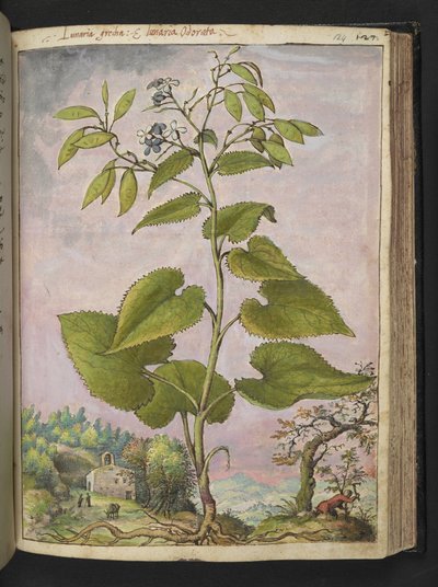 Lunaria redivivia, z "Obrazy flóry římských států" od Gherarda Ciba, Přidat MS 22333, f124r, c.1564-84 (akvarel a kvaš na papíře) od Gherardo Cibo