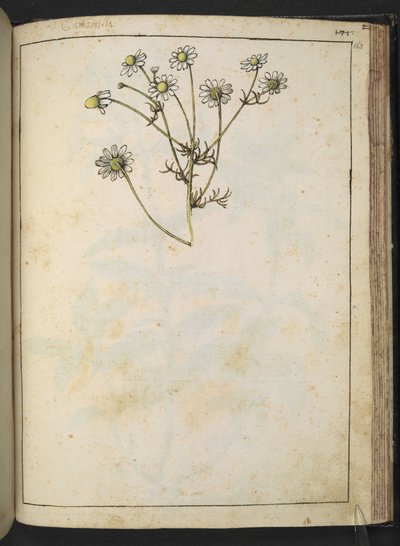 Matricaria chamomilla (Heřmánek), z "Obrazy květeny římských států" od Gherarda Ciba, Přidat MS 22333, f163r, cca 1564-84 (akvarel a kvaš na papíře) od Gherardo Cibo