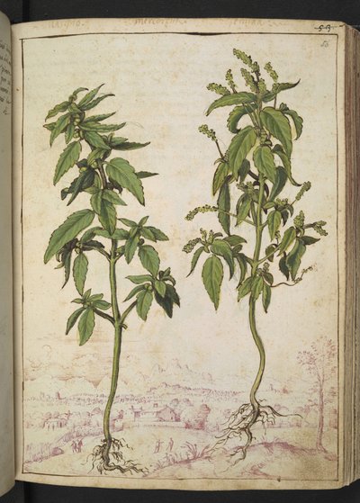 Mercurialis annua, z "Obrazy flóry římských států" od Gherarda Ciba, Přidat MS 22333, f056r, c.1564-84 (akvarel a kvaš na papíře) od Gherardo Cibo