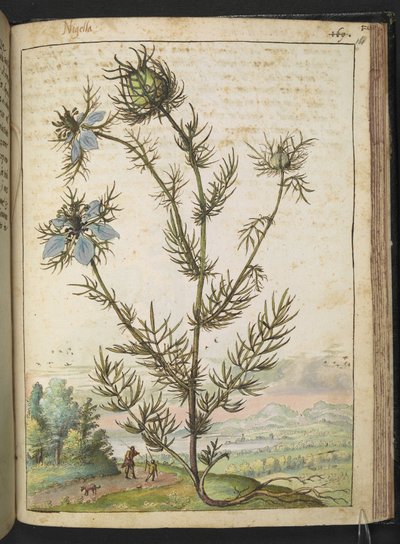 Nigella damascena, z "Obrazy flóry římských států" od Gherarda Ciba, Přidat MS 22333, f161r, c.1564-84 (akvarel a kvaš na papíře) od Gherardo Cibo