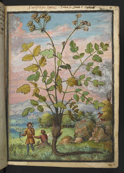 Oenanthe crocata, z "Obrazy flóry římských států" od Gherarda Ciba, Přidat MS 22333, f008r, c.1564-84 (akvarel a kvaš na papíře) od Gherardo Cibo