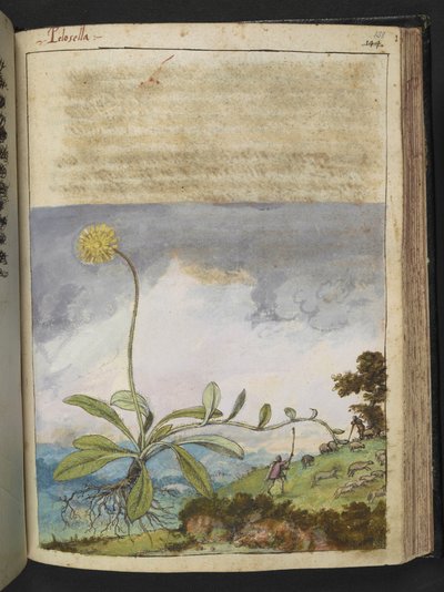 Pilosella officinarum, z "Obrazy flóry římských států" od Gherarda Ciba, Přidat MS 22333, f138r, c.1564-84 (akvarel a kvaš na papíře) od Gherardo Cibo
