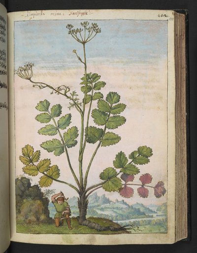Pimpinella major, z „Paintings of Flora of the Roman States“ od Gherarda Ciba, Add MS 22333, f100r, c.1564-84 (akvarel a kvaš na papíře) od Gherardo Cibo