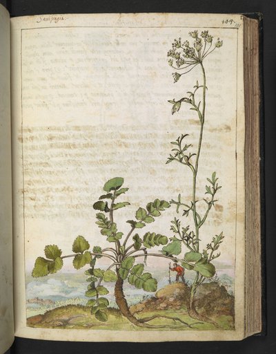 Pimpinella saxifraga, z "Obrazy flóry římských států" od Gherarda Ciba, Přidat MS 22333, f101r, c.1564-84 (akvarel a kvaš na papíře) od Gherardo Cibo