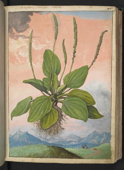 Plantago major, z „Paintings of Flora of the Roman States“ od Gherardo Cibo, Add MS 22333, f049r, c.1564-84 (akvarel a kvaš na papíře) od Gherardo Cibo