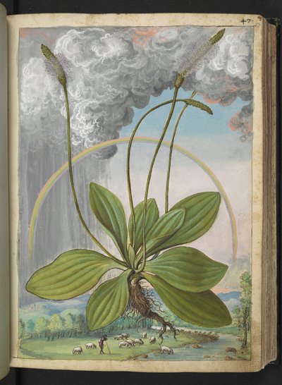 Plantago media, z "Paintings of Flora of the Roman States" od Gherardo Cibo, Add MS 22333, f050r, c.1564-84 (akvarel a kvaš na papíře) od Gherardo Cibo