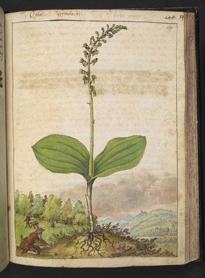Možná Ophrys apifera (včelí orchidej), z "Paintings of Flora of the Roman States" od Gherardo Cibo, Add MS 22333, f139r, c.1564-84 (akvarel a kvaš na papíře) od Gherardo Cibo