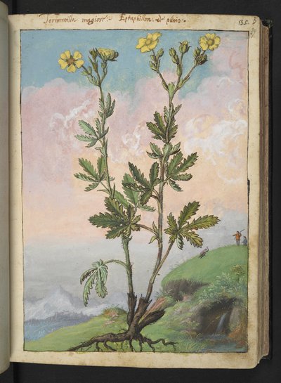 Potentilla recta: Rostlina se žlutými květy, z "Paintings of Flora of the Roman States" od Gherardo Cibo, Add MS 22333, f039r, c.1564-84 (akvarel a kvaš na papíře) od Gherardo Cibo
