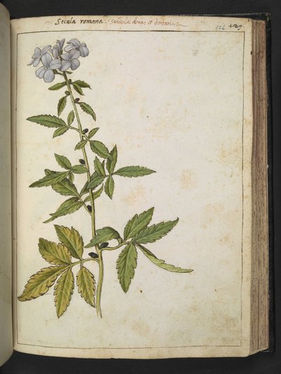 Sanicula, z "Obrazy flóry římských států" od Gherarda Ciba, Přidat MS 22333, f126r, c.1564-84 (akvarel a kvaš na papíře) od Gherardo Cibo