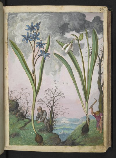 Scilla bifolia a Galanthus nivalis, z "Obrazy flóry římských států" od Gherarda Ciba, Přidat MS 22333, f035r, c.1564-84 (akvarel a kvaš na papíře) od Gherardo Cibo