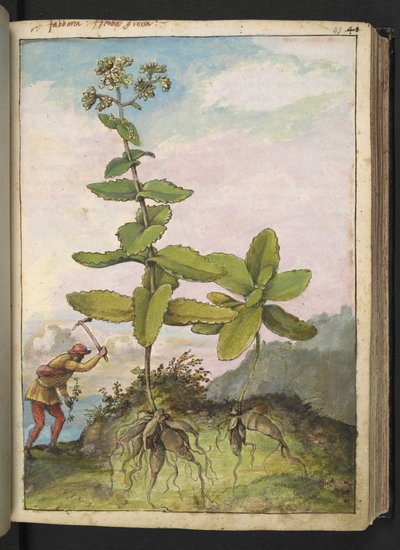 Sedum telephium, z "Obrazy flóry římských států" od Gherarda Ciba, Přidat MS 22333, f043r, c.1564-84 (akvarel a kvaš na papíře) od Gherardo Cibo