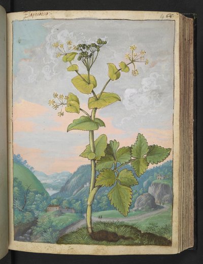 Smyrnium olusatrum, z "Obrazy flóry římských států" od Gherarda Ciba, Přidat MS 22333, f069r, c.1564-84 (akvarel a kvaš na papíře) od Gherardo Cibo