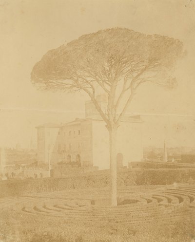 [Strom ve formální zahradě mimo Palazzo], 1860-70s. od Giacomo Caneva