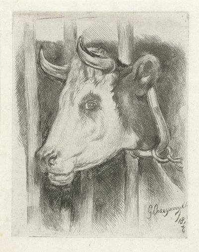 Hlava krávy od Gijsbertus Craeyvanger