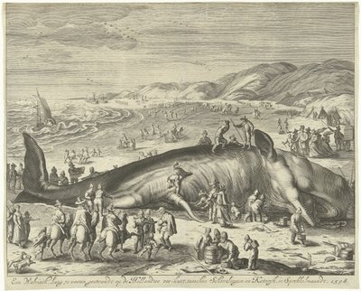 Plážová velryba v Berckhey, 1598 Velryba dlouhá 70 stop, uvízlá na holandském mořském pobřeží, mezi Schevelingen a Katwyk, ve Sprokkelmaandt, 1598 (název na předmětu) od Gilliam van der Gouwen