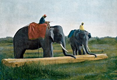 Sloni pohybující kládou, Cejlon, c1890 od Gillot