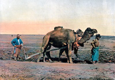 Zemědělští dělníci orající s velbloudem, Kavkaz, c1890. od Gillot