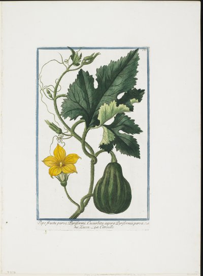 Vegetable Print, od Hortus Romanus, sv. I nebo II, 1772-93 (tehování, ručně kolorovaný kvaš) od Giorgio Bonelli