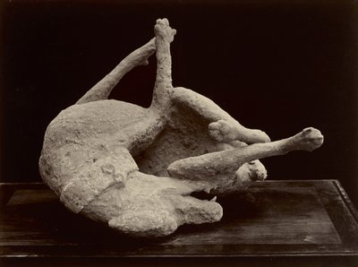 Pes, Pompeje, cca 1870 (albumenový stříbrný tisk ze skleněného negativu) od Giorgio Sommer
