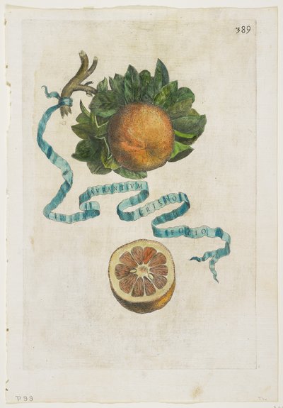 Aurantium Crispo Folio, z Hesperides, 1646 od Giovanni Battista Ferrari