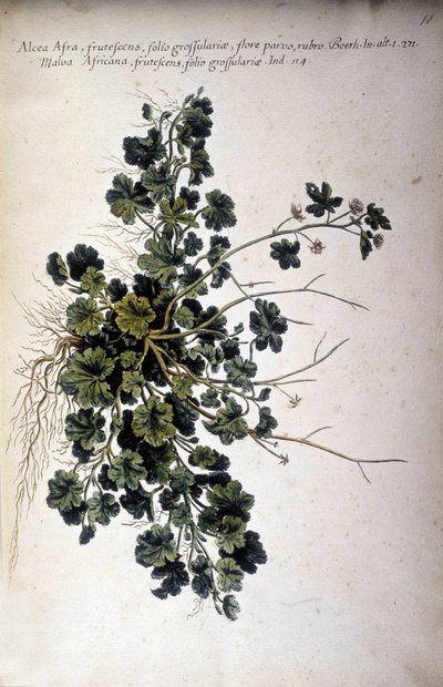 Alcea Afra - V ""Praktická botanická historie nebo názvosloví, popis a přednosti rostlin, které patří k použití Středomoří..." od Giovanniho Battisty Morandiho (? - 1761) od Giovanni Battista Morandi