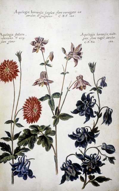 Botanická tabule: tři druhy Ancolies (Aquilegia) – v „Praktická botanická historie aneb rostliny relevantní pro použití médií, názvosloví, popisu a ctností...“ od Giovanniho Battisty Morandiho (? - 1761) od Giovanni Battista Morandi