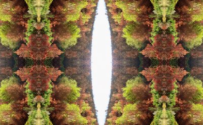 Unnatural 81 (digitálně upravená fotografie) od Giovanni Cafagna