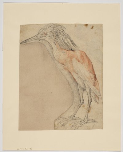 Volavka, recto (křída na papíře) od Giovanni da Udine (after)