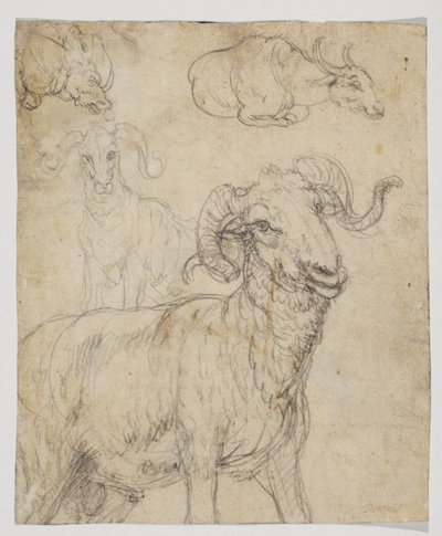 Beran a buvol, verso (kresba křídou a akvarelem) od Giovanni da Udine (after)
