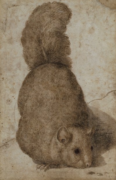 Veverka (pero a inkoust) od Giovanni da Udine (attr. to)