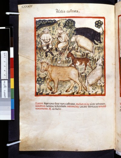 Theatrum sanitatis, Ububchasym de Baldach: "Animalia Castrata", první desetiletí 14. století (miniatura) od Giovannino de