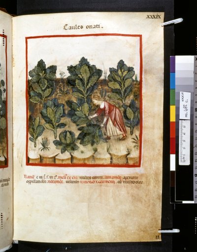 Theatrum sanitatis, Ububchasym de Baldach: "Caules Onati", první desetiletí 14. století (miniatura) od Giovannino de
