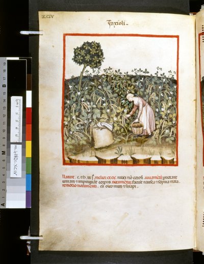 Theatrum sanitatis od Ububchasym de Baldach: "Faxioli", první desetiletí 14. století (miniatura) od Giovannino de