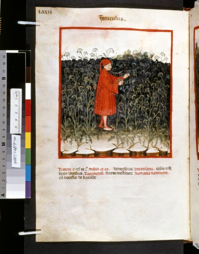 Theatrum sanitatis, Ububchasym de Baldach: "Feniculus", první desetiletí 14. století (miniatura) od Giovannino de