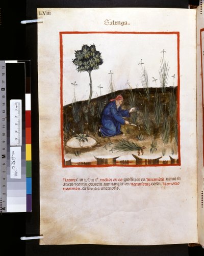 Theatrum sanitatis od Ububchasym de Baldach: "Galenga", první desetiletí 14. století (miniatura) od Giovannino de