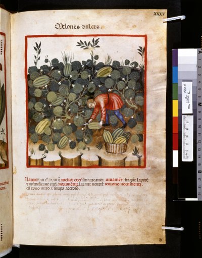 Theatrum sanitatis, Ububchasym de Baldach: "Melones Dulces", první desetiletí 14. století (miniatura) od Giovannino de
