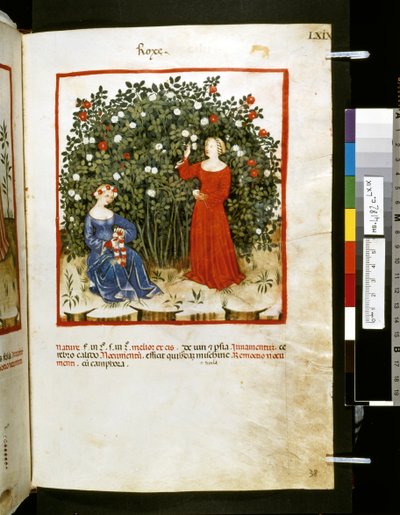 Theatrum sanitatis, Ububchasym de Baldach: "Roxe", první desetiletí 14. století (miniatura) od Giovannino de