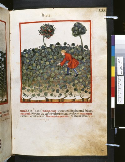 Theatrum sanitatis od Ububchasym de Baldach: "Viole", první desetiletí 14. století (miniatura) od Giovannino de