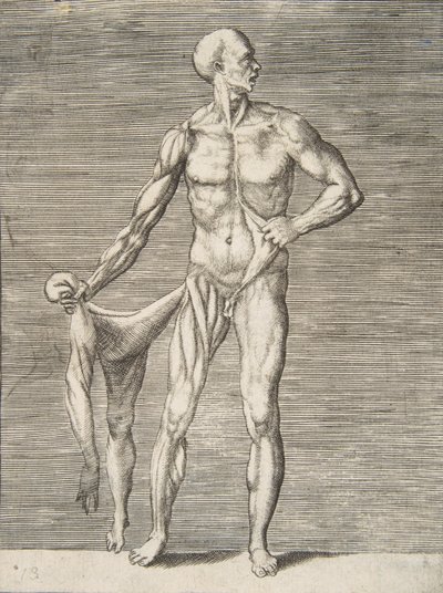 Muž viděný zepředu, držící kůži na pravé paži a noze v pravé Ha..., 16. století. od Giulio Bonasone