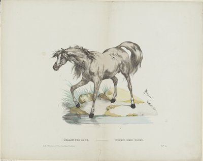 Étalon pur sang / Hřebec plná krev (název na předmětu) od Glenisson and Van Genechten