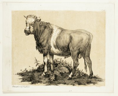 Býk od Gottfried Engelmann