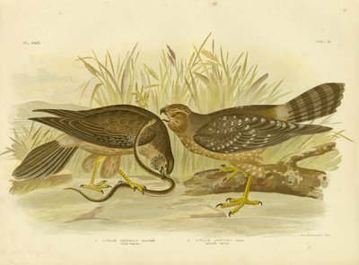Allied Harrier or Spotted Harrier, 1891 od Gracius Broinowski